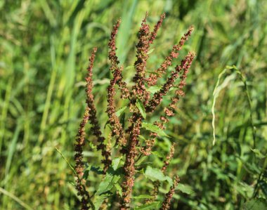 Rumex obtusifolius, yaygın olarak bilinen acı rıhtım, geniş yapraklı rıhtım, bluntleaf dock veya tereyağı rıhtım