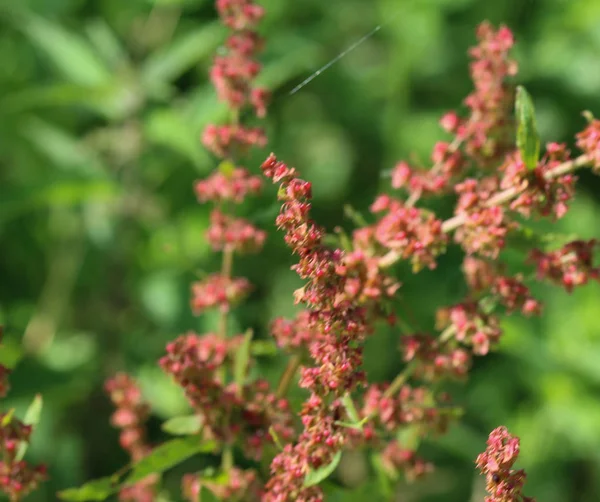 Rumex obtusifolius, commonly known as bitter dock, broad leaved dock, bluntleaf dock, or butter dock — Stock Photo, Image