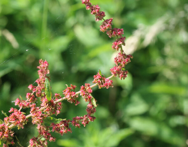 Rumex obtusifolius, commonly known as bitter dock, broad leaved dock, bluntleaf dock, or butter dock