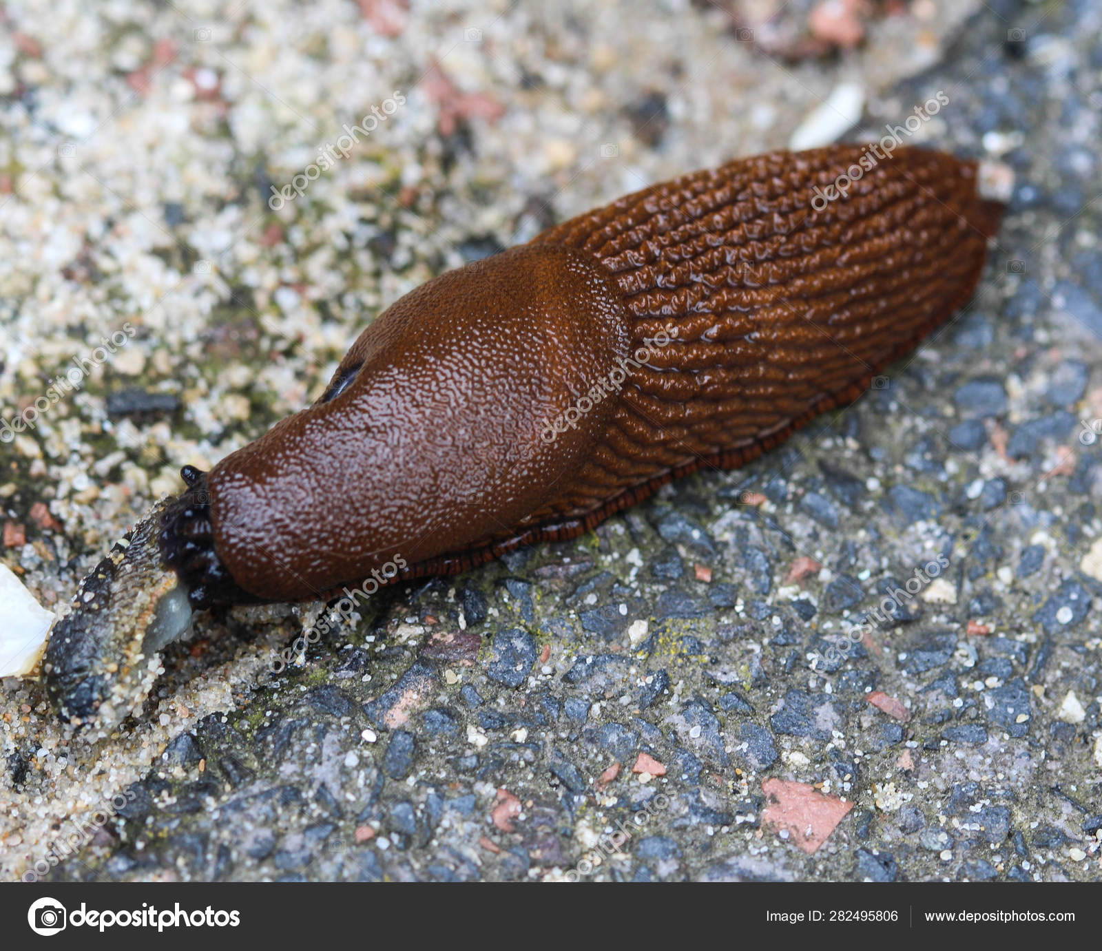 Get Close Up Of The Red Slug Arion Rufus Also Known As The Large For Android Free Get Wallpaper Close Up Of The Red Slug Arion Rufus Also Known As The Large Desktop Wallpaper Free