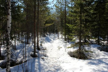 Boreal orman yolu, Bj rnlandet Milli Parkı, İsveç kış aylarında. Zemin karla kaplı