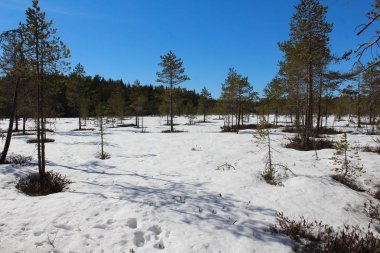 Boreal orman yolu, Bj rnlandet Milli Parkı, İsveç kış aylarında. Zemin karla kaplı