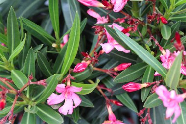 Neryum zakkum çiçeği, genellikle neryum ya da zakkum olarak bilinir, baharda bahçede çiçek açar.