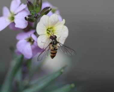 marmelat hoverfly veya Episyrphus balteatus bahçede çiçek üzerinde oturan