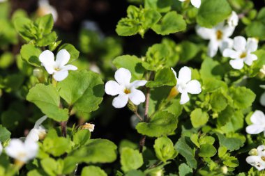 Bacopa monnieri çiçek yakın, ayrıca waterhyssop denir, brahmi, kekik yapraklı gratiola, su hyssop, lütuf ot, Hint pennywort, bahçede ilkbaharda çiçeklenme