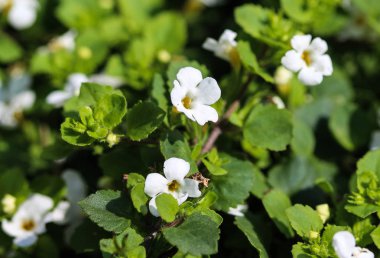 Bacopa monnieri çiçek yakın, ayrıca waterhyssop denir, brahmi, kekik yapraklı gratiola, su hyssop, lütuf ot, Hint pennywort, bahçede ilkbaharda çiçeklenme