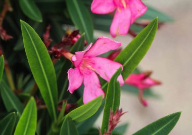 Neryum zakkum çiçeği, genellikle neryum ya da zakkum olarak bilinir, baharda bahçede çiçek açar.