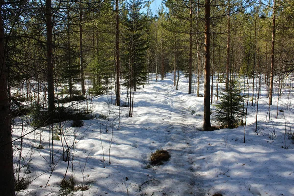 Boreal forest path, Bj��rnlandet National Park, in sweden during winter. Ground is covered with snow — Stock Photo, Image