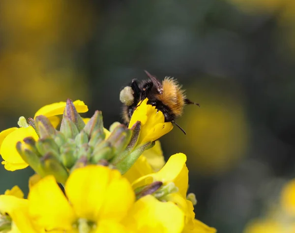 Bombus pascuorum bumblebee, the common carder bee, collecting nectar from a flower — Stock Photo, Image