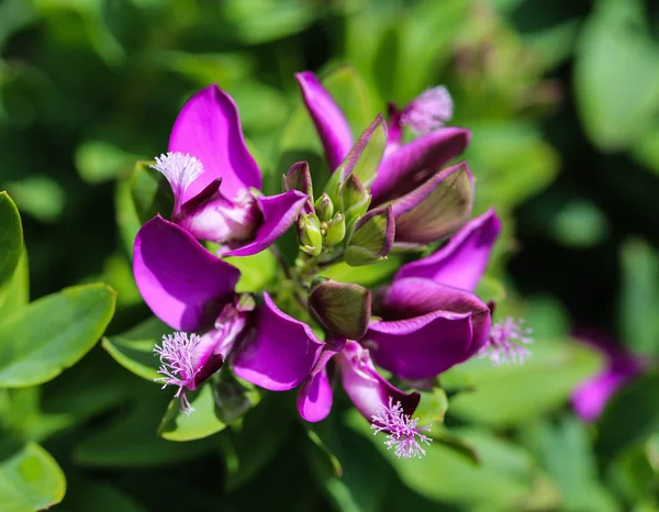 Прекрасная полигала миртифолия или миртолистный цветок, цветущий весной в саду — стоковое фото