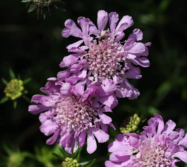 Flor de Knautia arvensis, comúnmente conocida como flor escabosa de campo durante la primavera — Foto de Stock