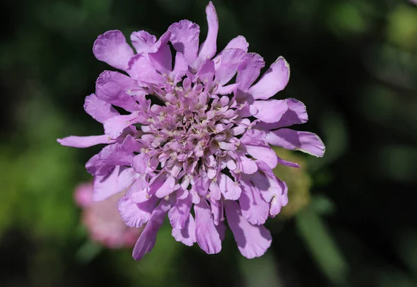 Flor de Knautia arvensis, comúnmente conocida como flor escabosa de campo durante la primavera — Foto de Stock