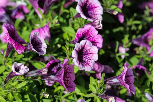Hybrid Petunie (Petunie atkinsiana) na zahradě, kvetoucí na jaře — Stock fotografie