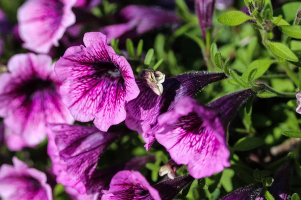 Garten-Petunien-Hybride (Petunia atkinsiana) im Garten, blüht im Frühling — Stockfoto