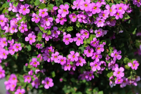 Aubrieta deltoidea, také známý jako lilacbush, purpurová rocková řeřicha a duhová rocková řeřicha — Stock fotografie