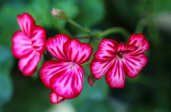 Pelargonium peltatum, common names are ivy leaved pelargonium and cascading geranium, blooming in spring in the garden — Stock Photo, Image