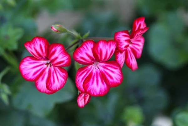 펠라 고니 움 펠라 고니 움 (Pelargonium peltatum), 일반적 인 이름은 아이비 립 펠라 고니 움 (ivy leaved pelargonium) 과 폭포처럼 피어 오르는 게라 늄 (cascading geranium) 으로, 정원에서 봄에 만발 함 — 스톡 사진