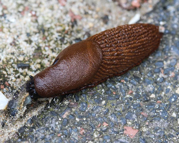 Close up of The red slug (Arion rufus), also known as the large red slug, chocolate arion and European red snail, eating leafs in the garden — Stock Photo, Image