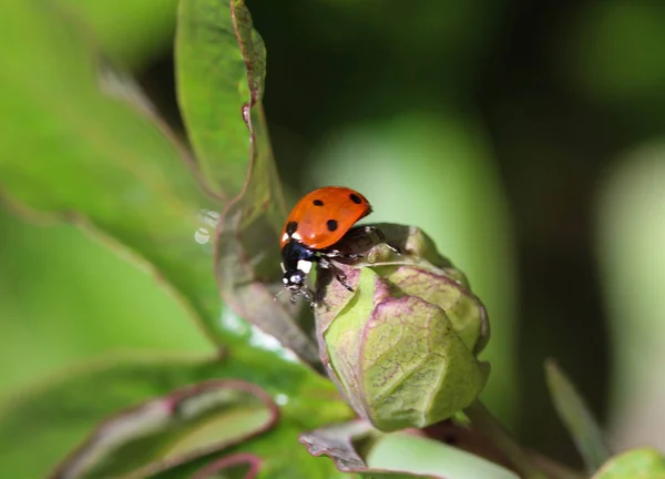 Coccinella septempunctata, la coccinelle à sept points, la coccinelle la plus commune en Europe — Photo