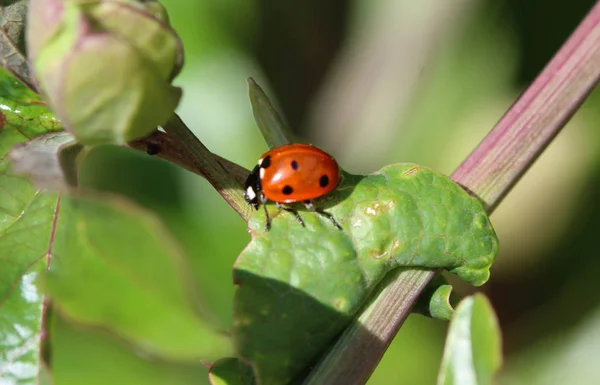 Coccinella septempunctata, a joaninha de sete pontos, a joaninha mais comum da Europa — Fotografia de Stock