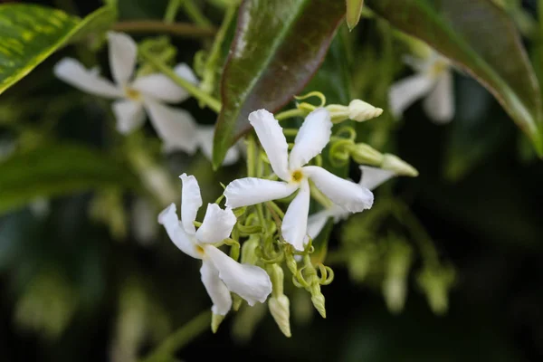 Trachelospermum jasminoides, gebräuchliche Namen sind Konföderierter Jasmin, Südlicher Jasmin, Sternjasmin, Konföderierter Jasmin und Chinesischer Sternjasmin, der im Garten blüht — Stockfoto