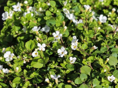 Bacopa monnieri çiçek yakın, ayrıca waterhyssop denir, brahmi, kekik yapraklı gratiola, su hyssop, lütuf ot, Hint pennywort, bahçede ilkbaharda çiçeklenme