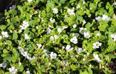Bacopa monnieri çiçek yakın, ayrıca waterhyssop denir, brahmi, kekik yapraklı gratiola, su hyssop, lütuf ot, Hint pennywort, bahçede ilkbaharda çiçeklenme