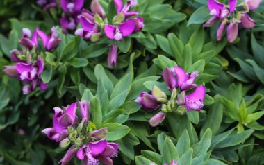 güzel Polygala myrtifolia veya mersin yaprağı milkwort çiçek, bahçede ilkbaharda çiçeklenme