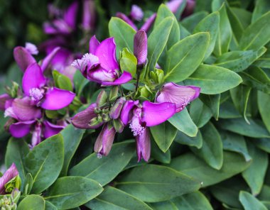güzel Polygala myrtifolia veya mersin yaprağı milkwort çiçek, bahçede ilkbaharda çiçeklenme