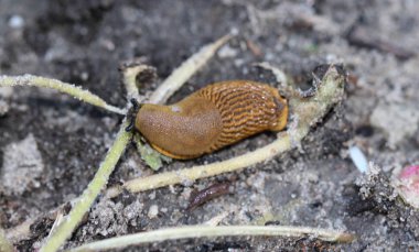 kırmızı sümüklüböcek yakın (Arion rufus), aynı zamanda büyük kırmızı sümüklüböcek, çikolata arion ve Avrupa kırmızı salyangoz olarak bilinen, bahçede yaprak yeme