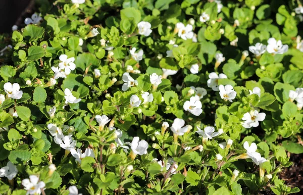 Close up of Bacopa monnieri flower, also called waterhyssop, brahmi, thyme-leafed gratiola, water hyssop, herb of grace, Indian pennywort, blooming in spring in the garden — Stock Photo, Image
