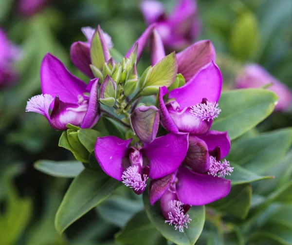 Nádherný Polygala myrtifolia nebo květináč na mléčný list, kvete na jaře v zahradě — Stock fotografie