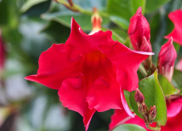 Red Mandevilla laxa flower, commonly known as Chilean jasmine plant — Stock Photo, Image