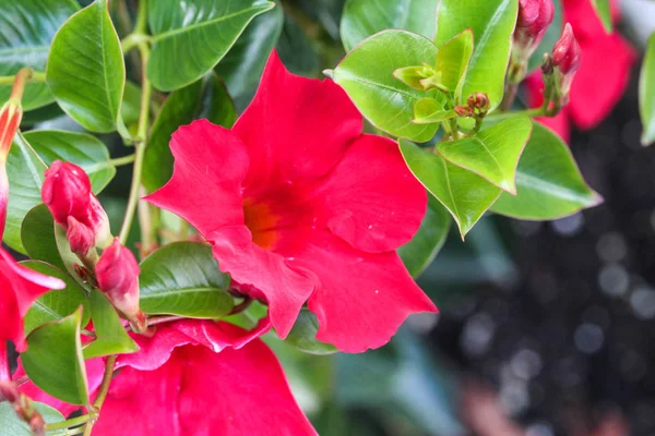 Red Mandevilla laxa flower, commonly known as Chilean jasmine plant — Stock Photo, Image