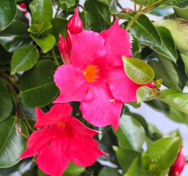 Red Mandevilla laxa flower, commonly known as Chilean jasmine plant — Stock Photo, Image
