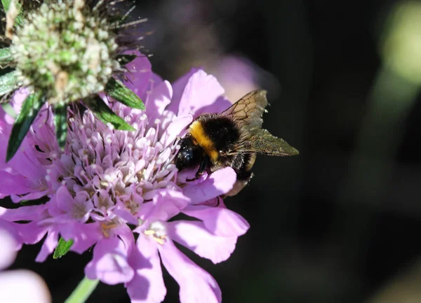 Closeup of Bombus terrestris, the buff tailed bumblebee or large earth bumblebee, collecting nectar from flower — Stock Photo, Image