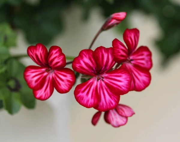 Pelargonium peltatum, veel voorkomende namen zijn klimop blad pelargonium en cascade geranium, bloeien in het voorjaar in de tuin — Stockfoto
