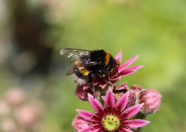 Closeup of Bombus terrestris, the buff tailed bumblebee or large earth bumblebee, collecting nectar from flower — Stock Photo, Image