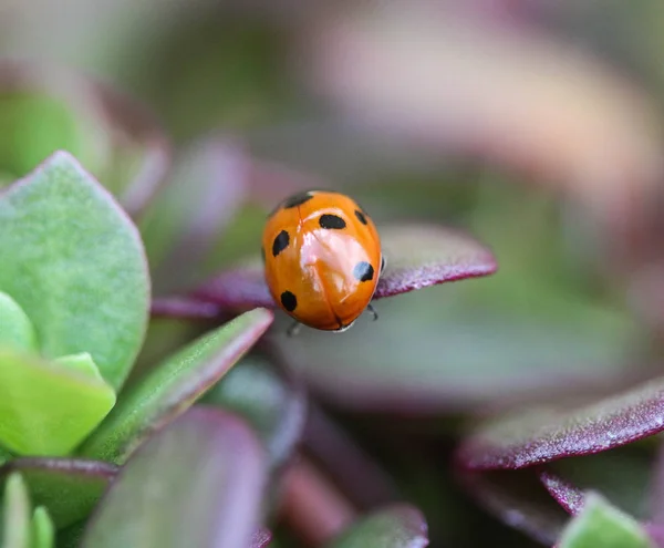 Coccinella septempunctata, sedmibodová beruška, nejběžnější beruška v Evropě — Stock fotografie