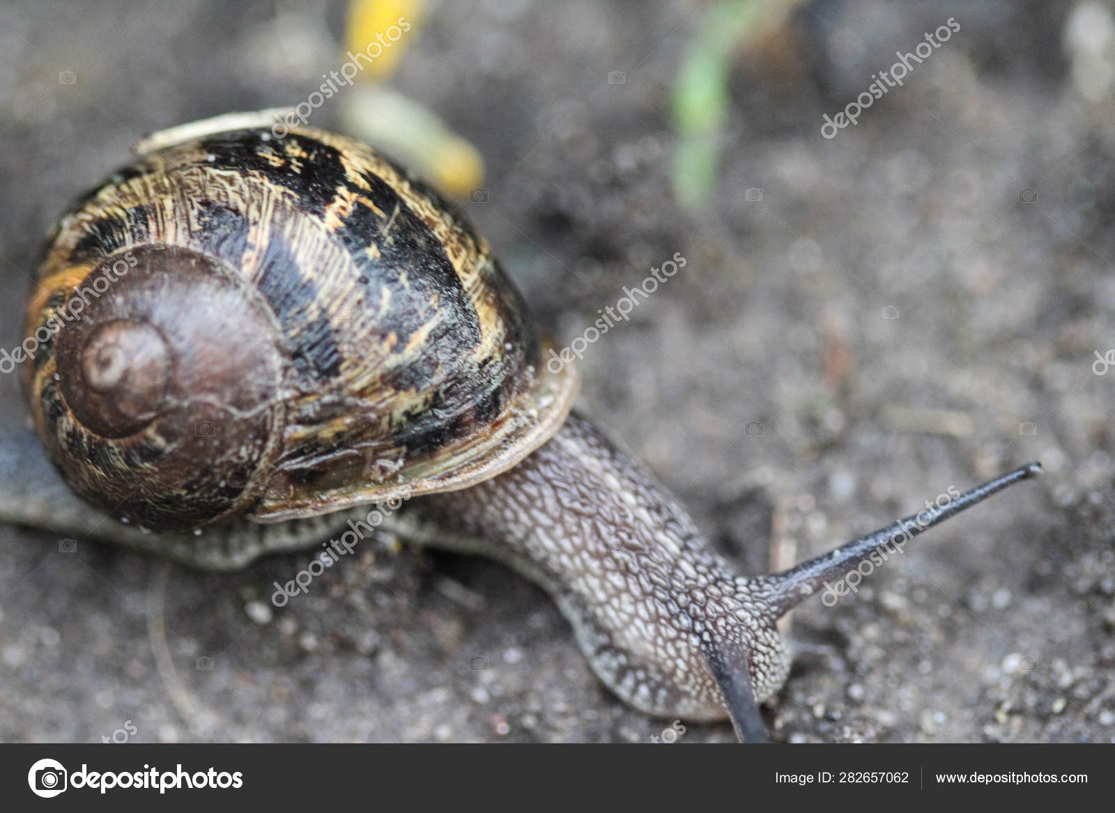 Close Up Of Cornu Aspersum Known By The Common Name Garden Snail