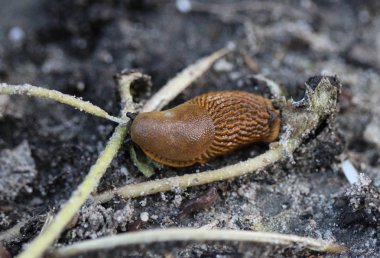 İspanyol sümüklüböcek (Arion vulgaris) bahçede