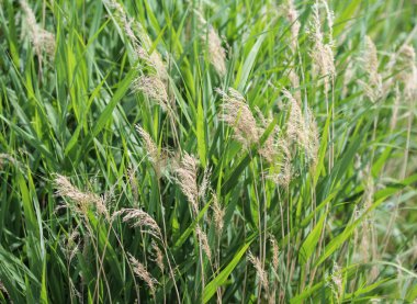 ortak saz veya Phragmites australis bir hendek boyunca