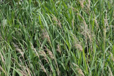 ortak saz veya Phragmites australis bir hendek boyunca
