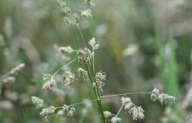 Dactylis glomerata, horoz ayağı, meyve bahçesi otu veya kedi otu olarak da bilinir