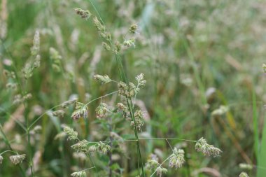 Dactylis glomerata, horoz ayağı, meyve bahçesi otu veya kedi otu olarak da bilinir