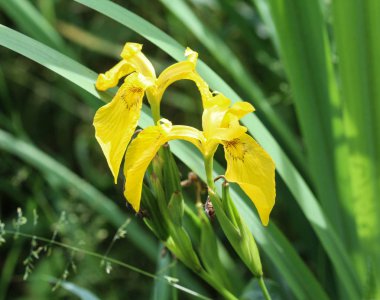 Iris pseudacorus çiçek de sarı bayrak, sarı iris, su bayrağı olarak da bilinir. Avrupa'da ilkbaharda çiçeklenme