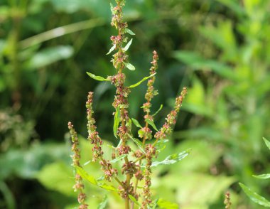 Rumex obtusifolius, yaygın olarak bilinen acı rıhtım, geniş yapraklı rıhtım, bluntleaf dock veya tereyağı rıhtım