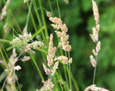 Dactylis glomerata, horoz ayağı, meyve bahçesi otu veya kedi otu olarak da bilinir