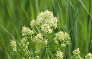 Thalictrum flavum, ortak isimleri ortak çayır-rue ve sarı çayır-rue tarafından bilinen. İlkbaharda çiçek lenme