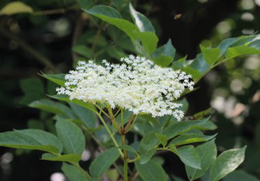 Sambucus çiçek çalı, ayrıca yaşlı, mürver, siyah yaşlı, Avrupa yaşlı, Avrupa mürver ve Avrupa siyah mürver olarak da bilinir. İlkbaharda çiçeklenme